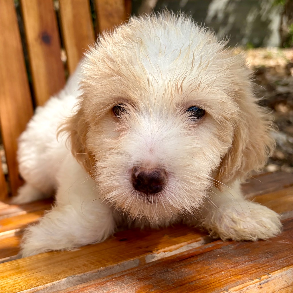 Thumbnail 3 of Truffle