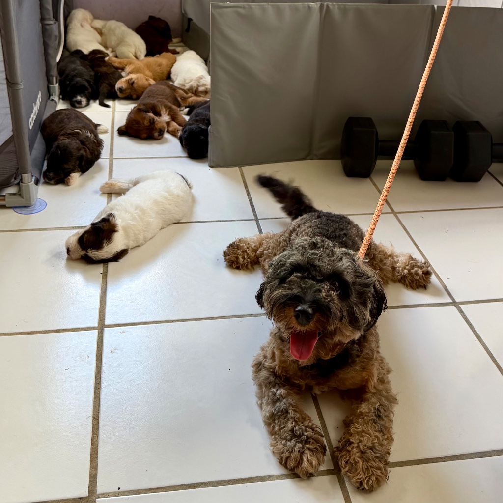 The sire — curly dark chocolate brown Poodle mix, small and intelligent father