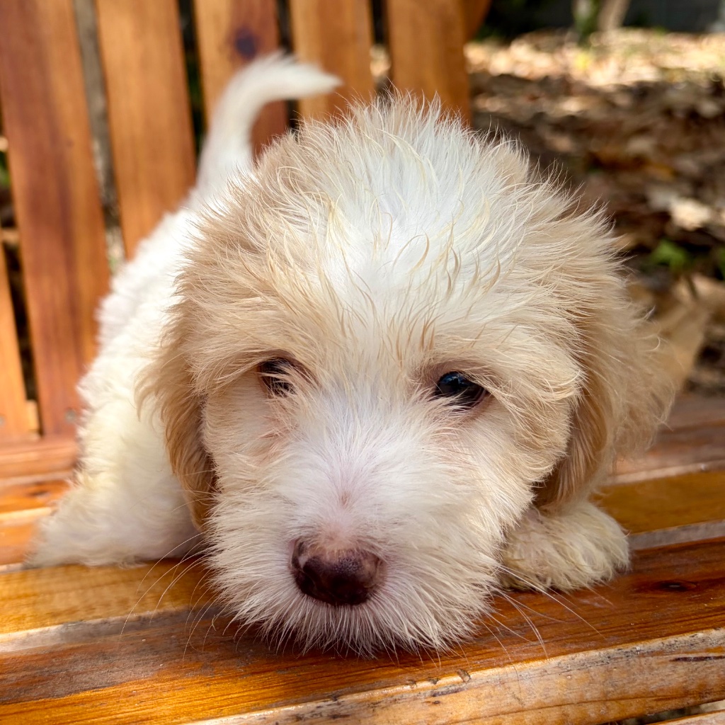 Thumbnail 2 of Truffle