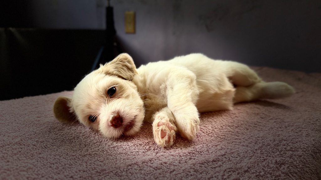 Thumbnail 15 of Truffle