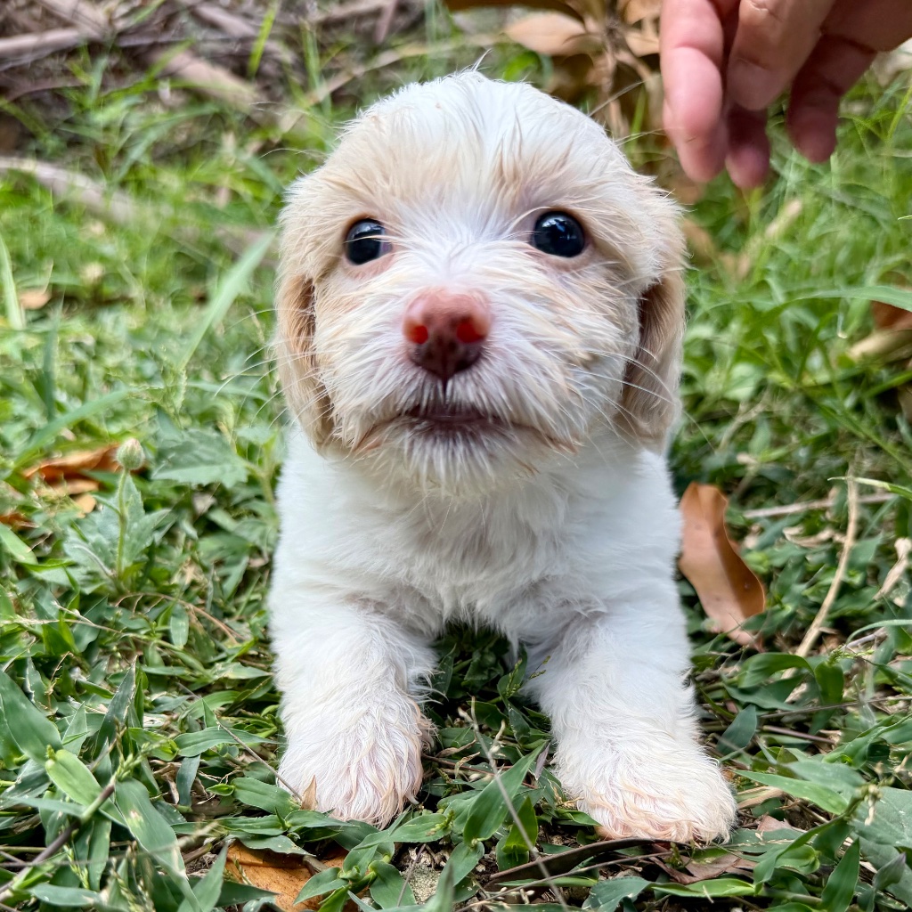 Thumbnail 10 of Truffle