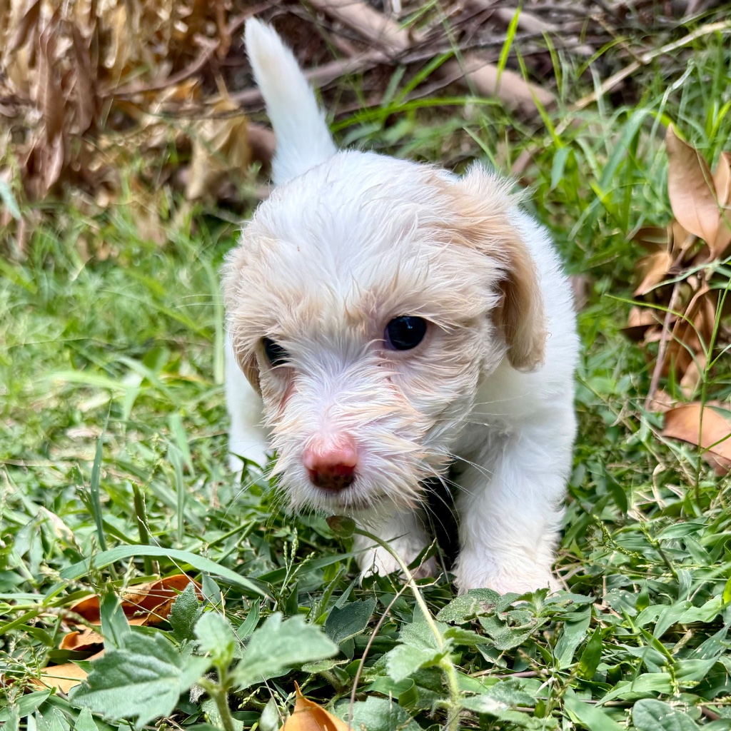Thumbnail 12 of Truffle