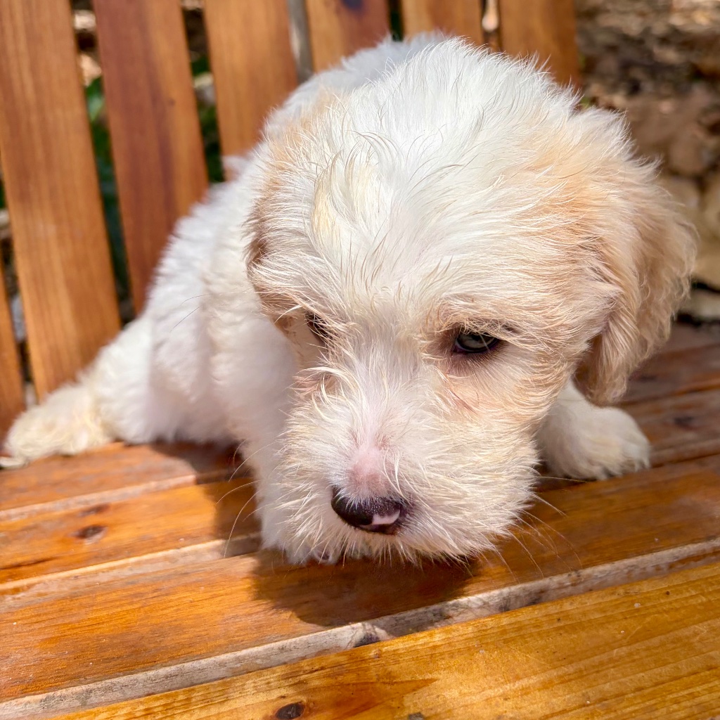 Thumbnail 8 of Butters