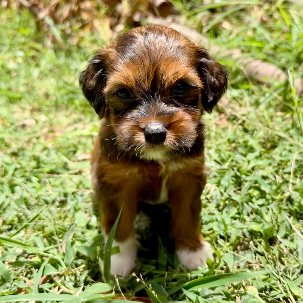 Black · Red · White · Pink Feet puppy named Mango, sitting in tropical Caribbean setting