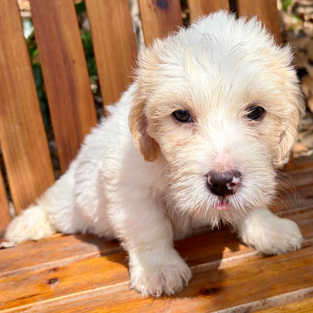 Thumbnail 6 of Butters