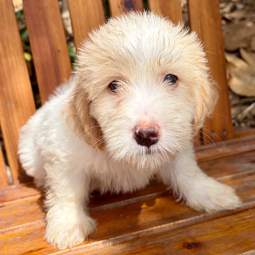 Thumbnail 7 of Truffle