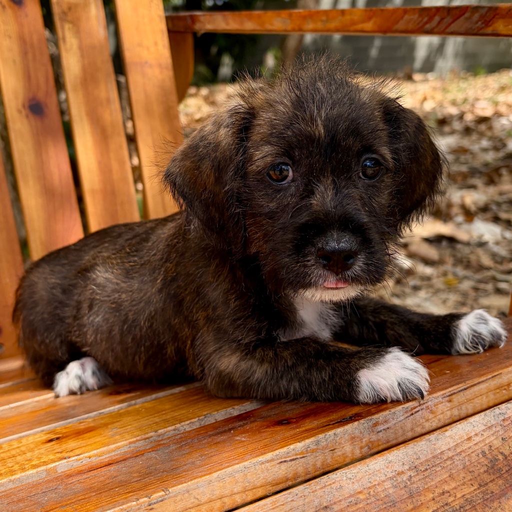 Chocolate Brindle · White · Tuxedo · Pink Feet puppy named Jojo, sitting in tropical Caribbean setting