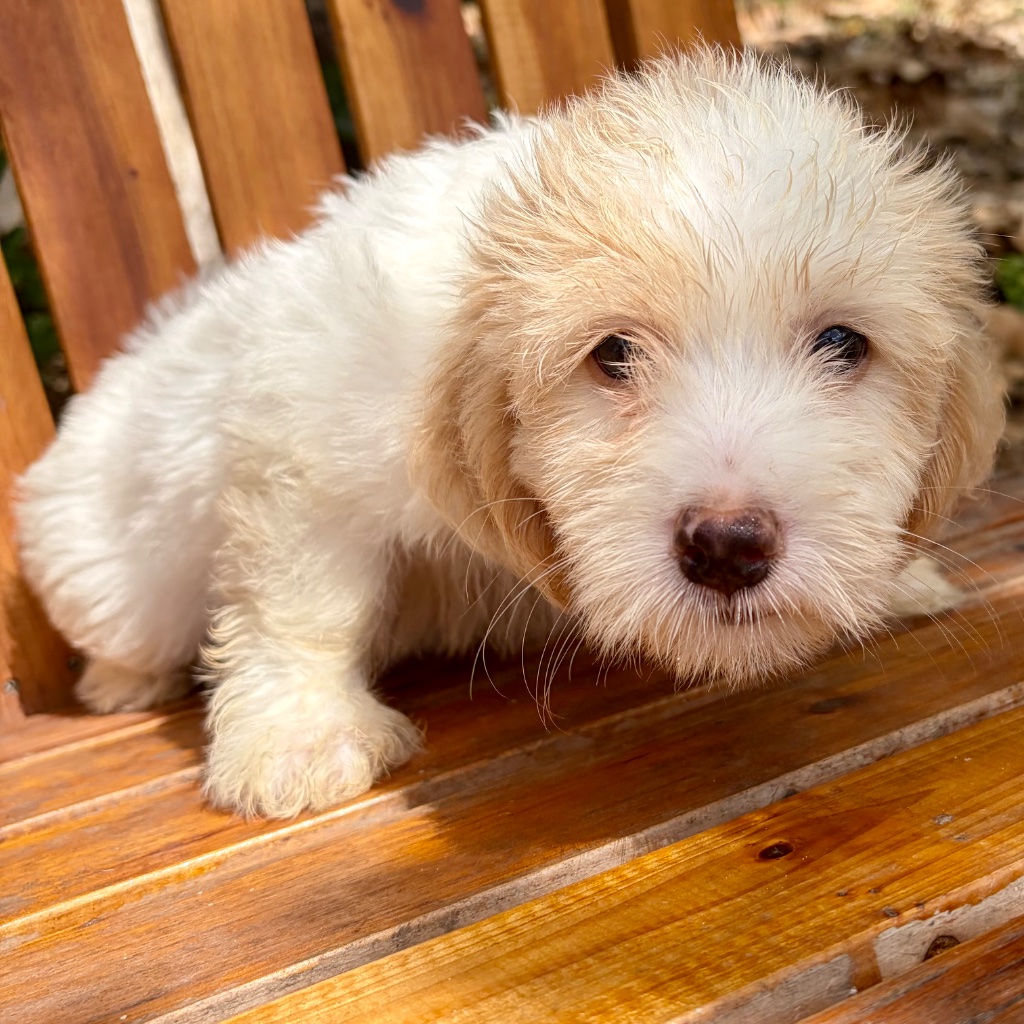 Thumbnail 8 of Truffle