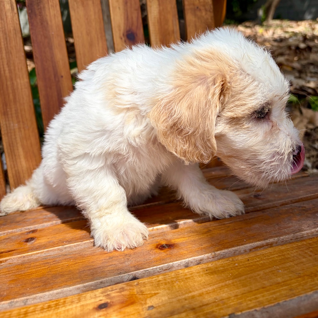 Thumbnail 7 of Butters