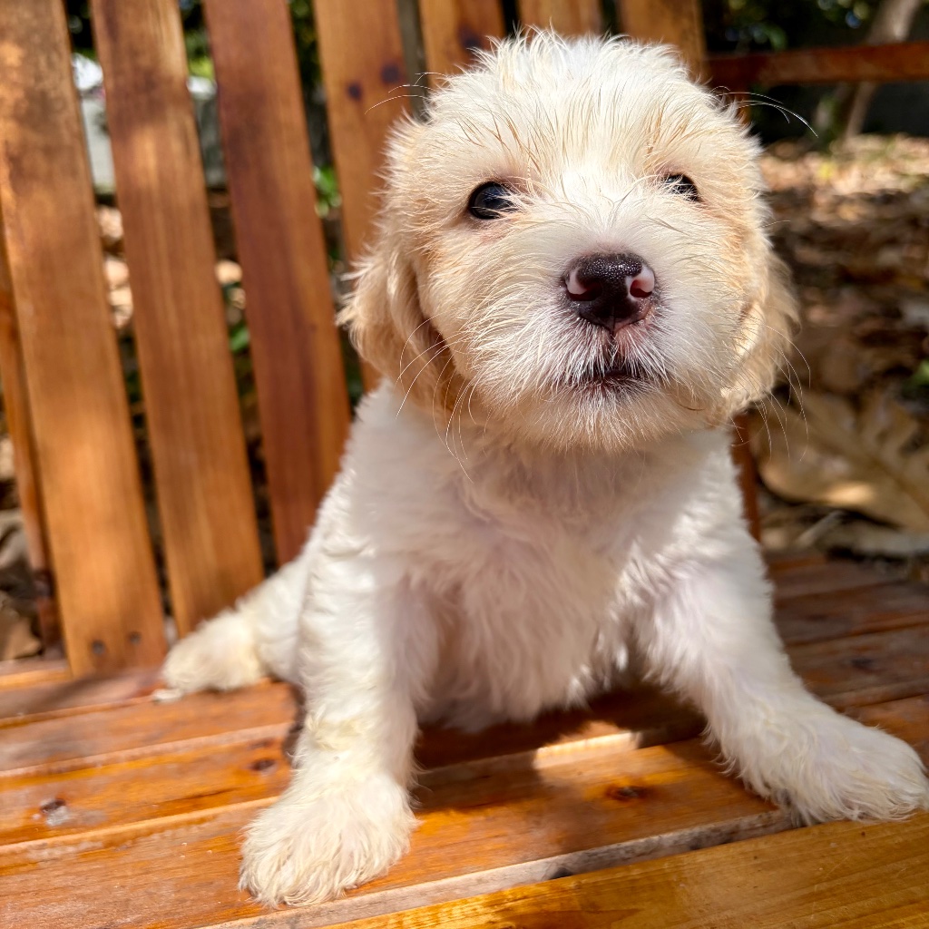 Thumbnail 3 of Butters
