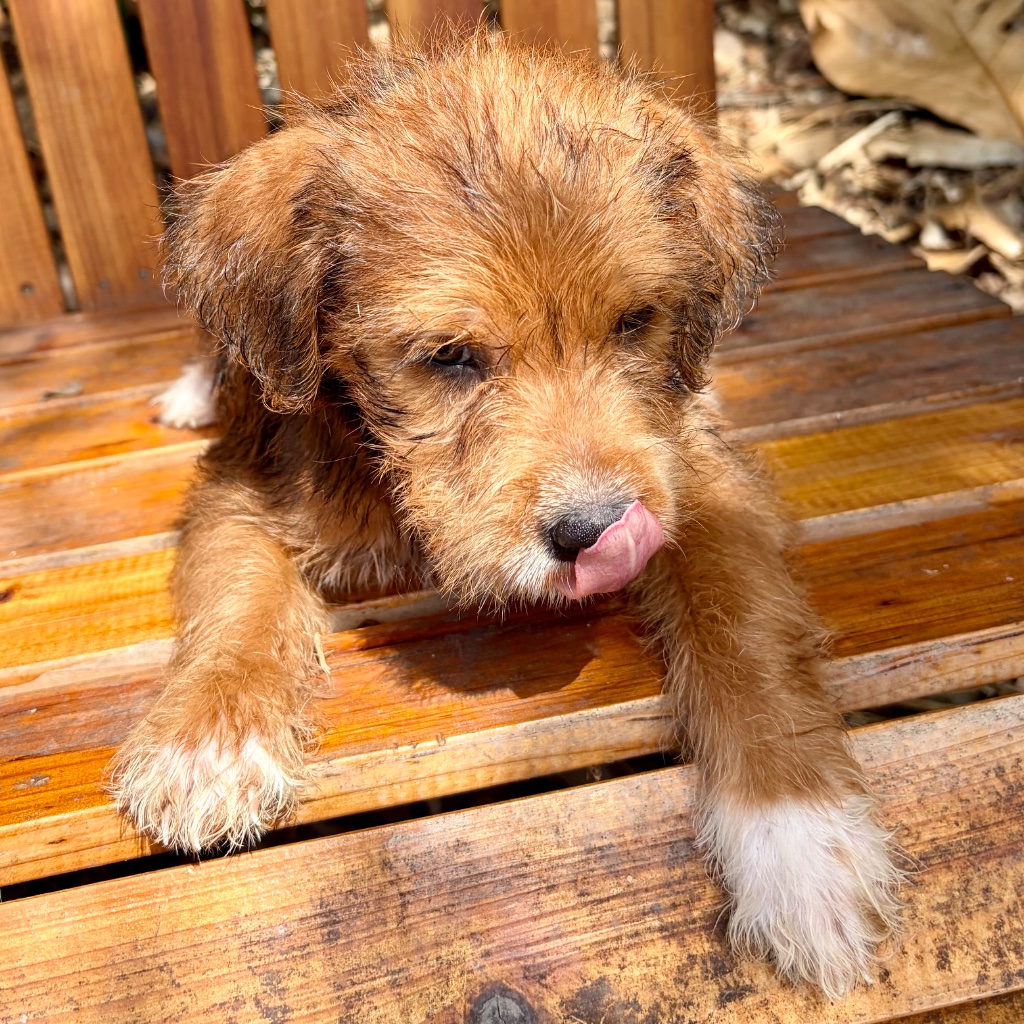 Thumbnail 3 of Nutmeg