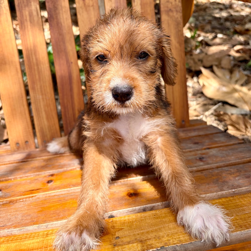 Thumbnail 6 of Nutmeg