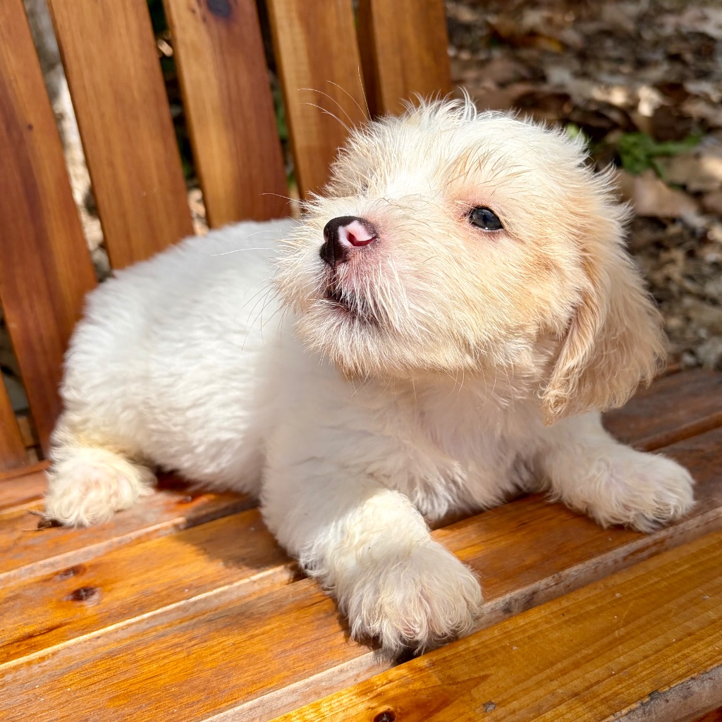 Thumbnail 11 of Butters