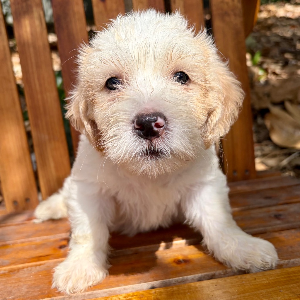 Thumbnail 2 of Butters