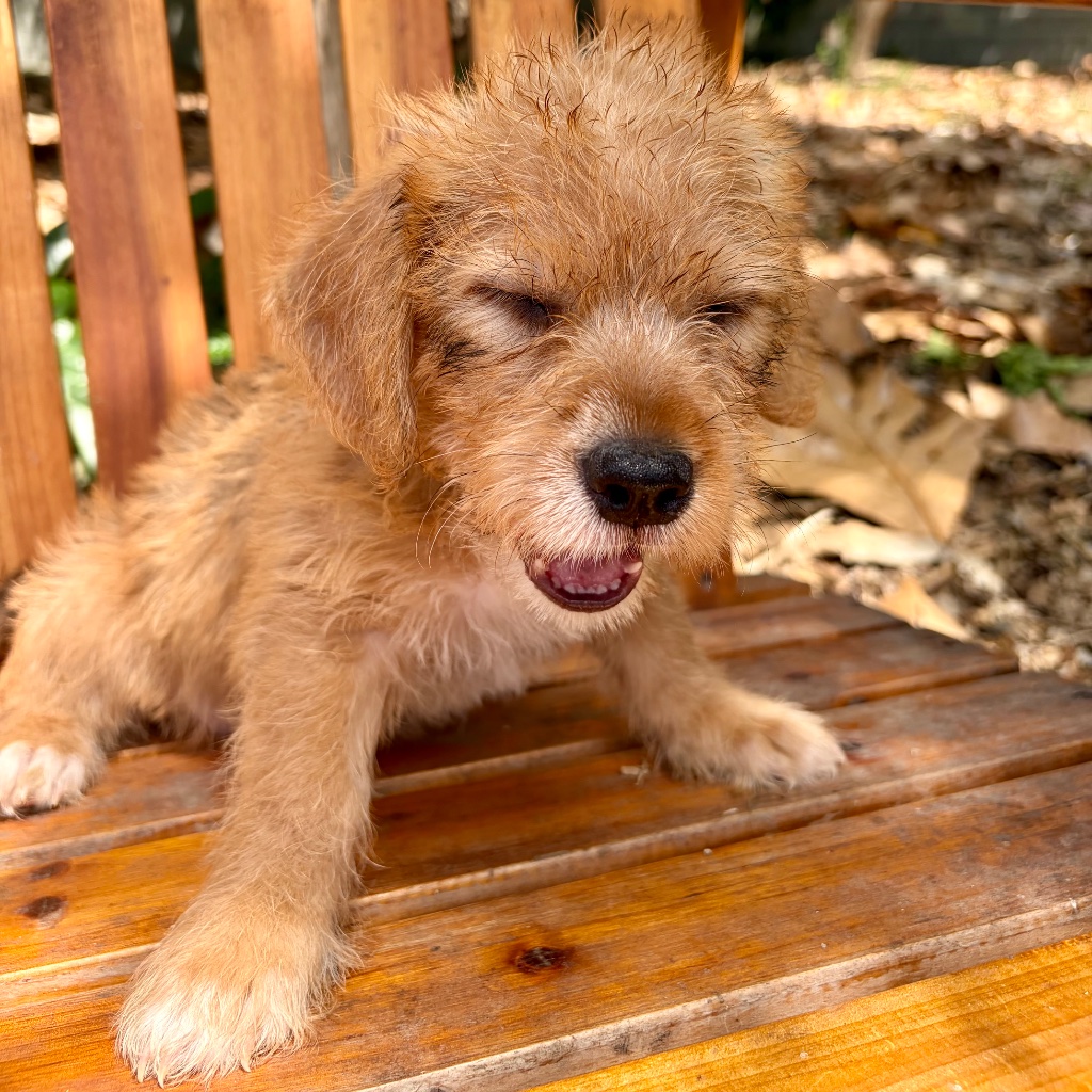 Thumbnail 9 of Boba