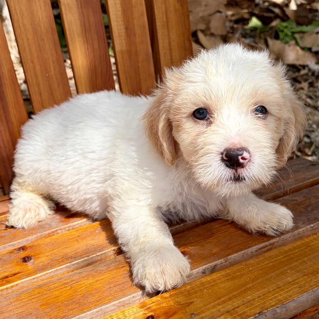 Thumbnail 9 of Butters