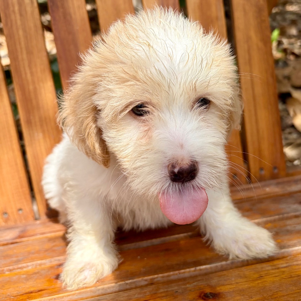 Thumbnail 4 of Truffle