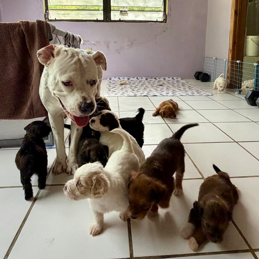 The dam — white American Bully with black ticking spots, strong and loving mother