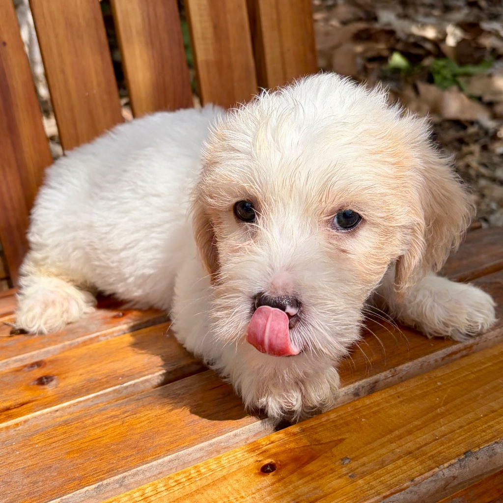 Thumbnail 10 of Butters