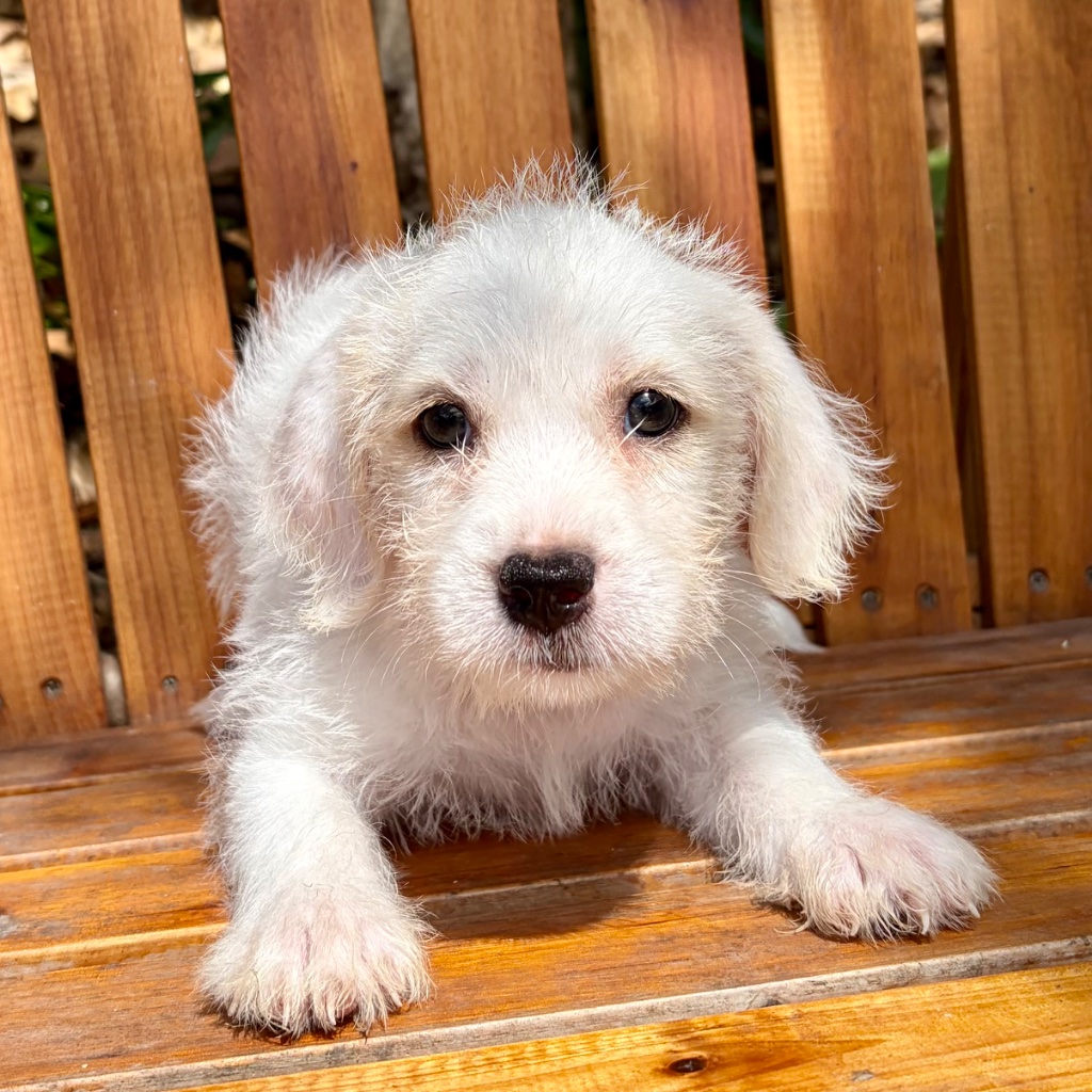 Ice Cream — Male White · Cream · Pink Feet · Butterfly Nose puppy available in St. Croix, USVI