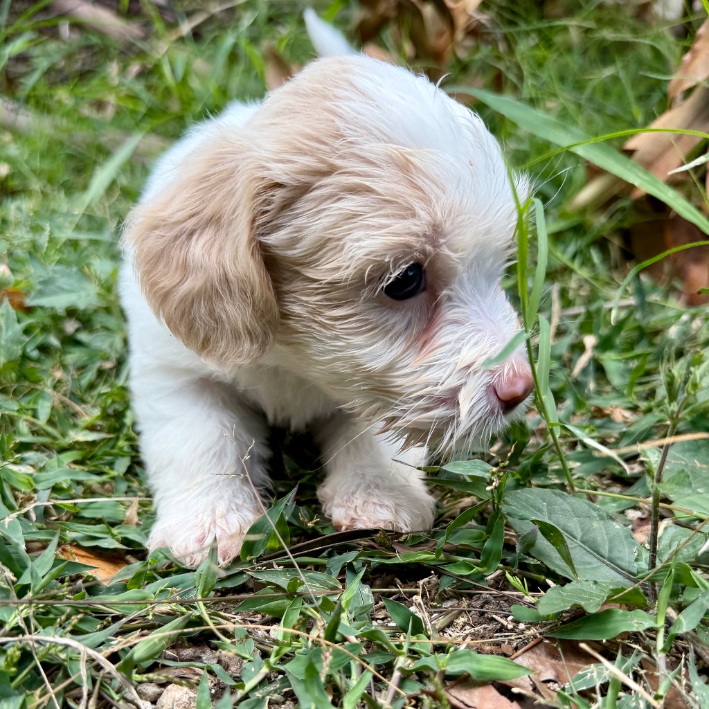 Thumbnail 13 of Truffle