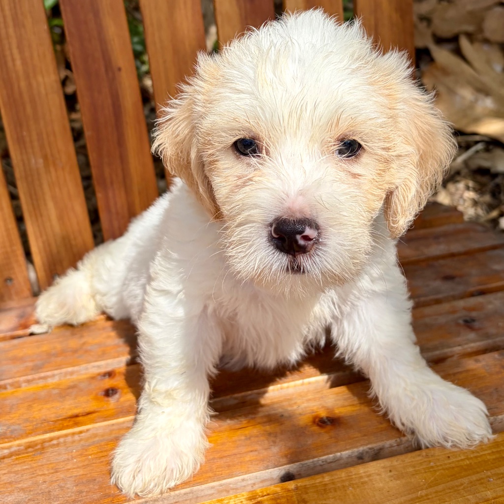 Thumbnail 4 of Butters