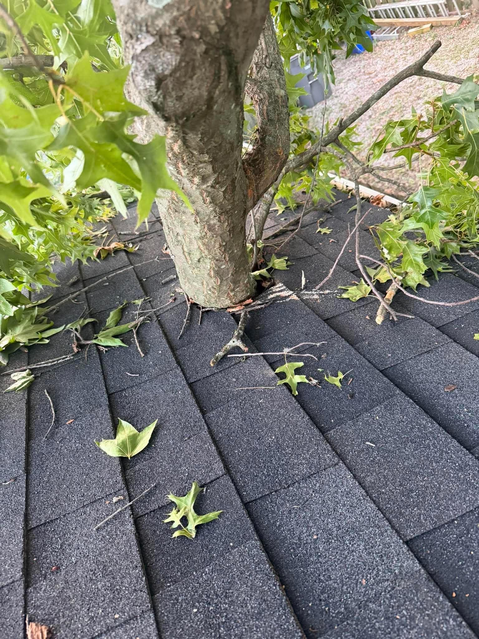 Before - Tree Damage Repair with Owens Corning Duration Onyx Black