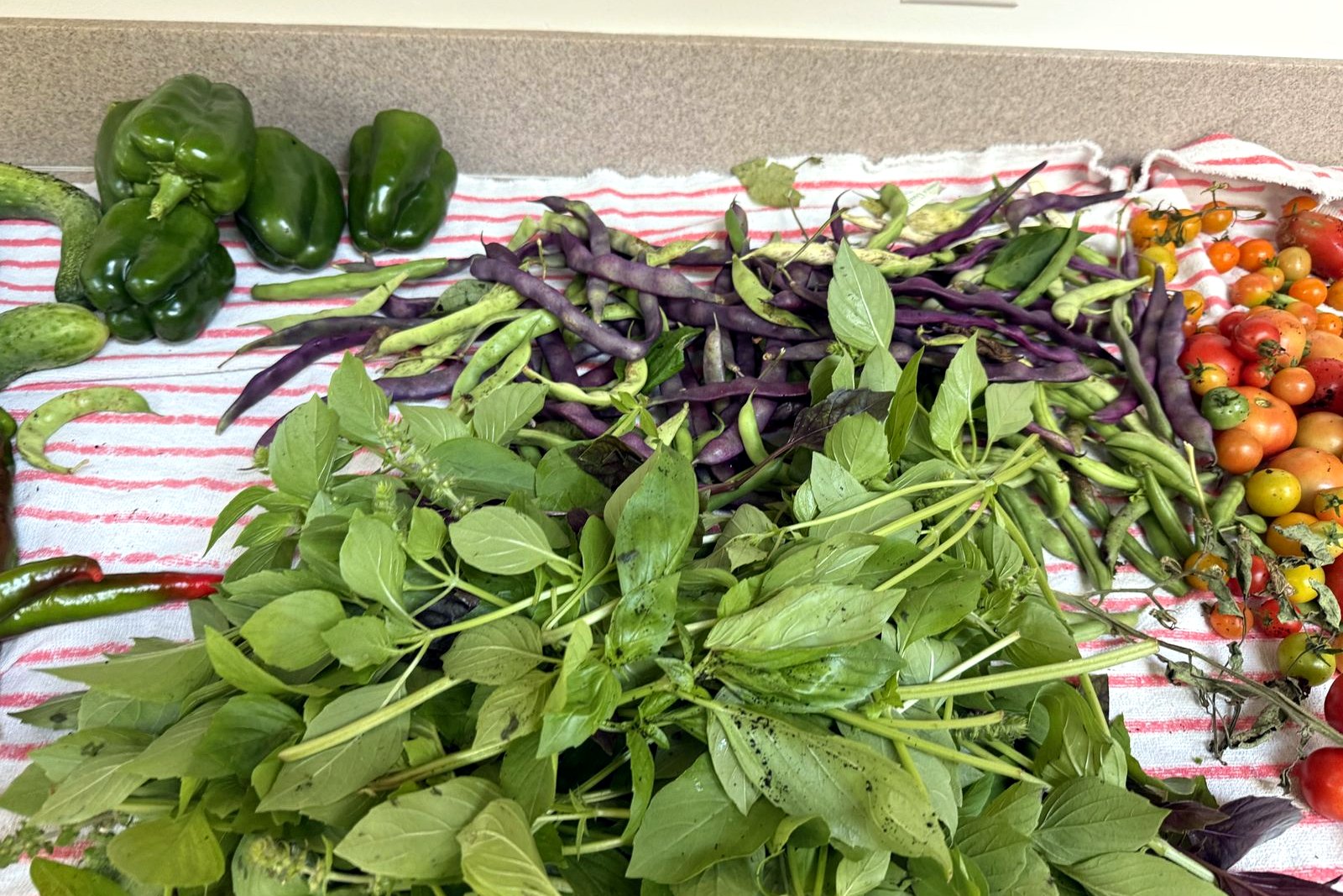 peppers, beans and basil close up