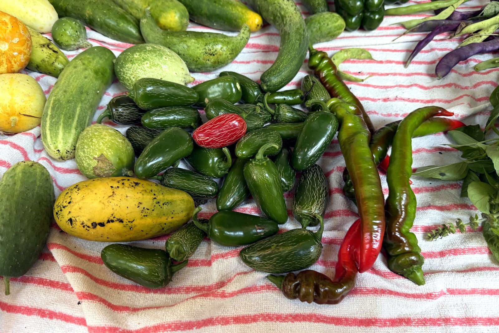 jalapeños and cucumbers on the striped towel