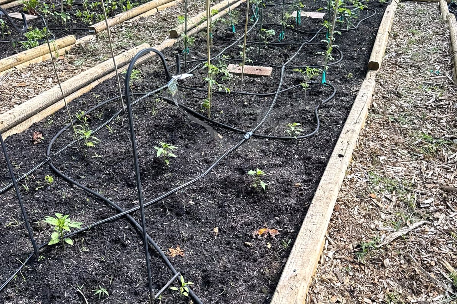 a freshly planted bed with drip line