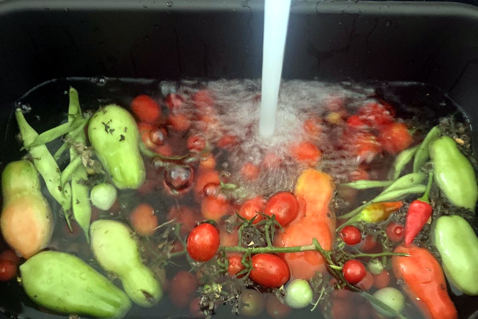 the harvest being washed in the sink