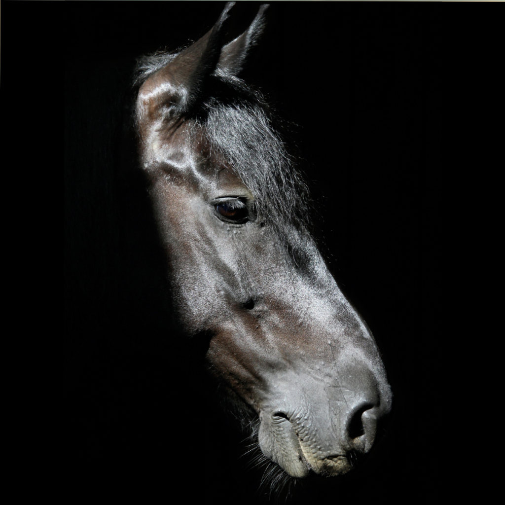 Les chevaux d'Akita