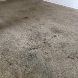 Before residential carpet restoration — Tactical Carpet Cleaning Long Island NY