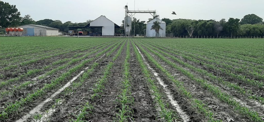 Agricultural fields