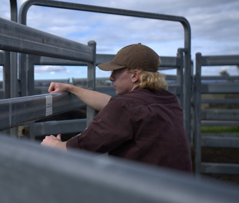 Technician working with cattle in the yards