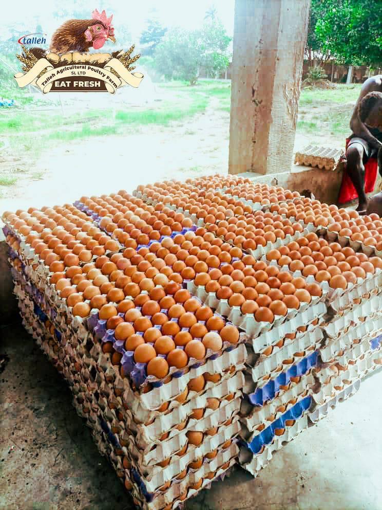 Bulk egg trays stacked at Talleh Poultry Farm