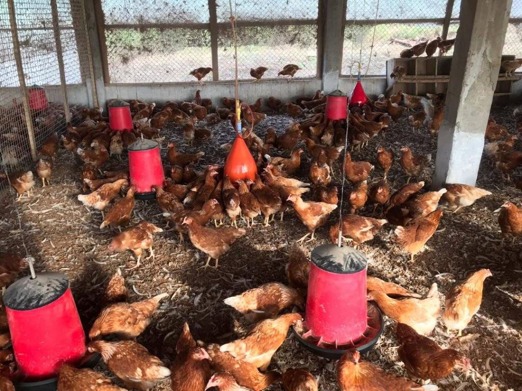Spent chickens for sale at Talleh Poultry Farm Sierra Leone