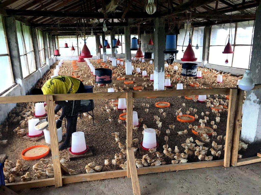 Chick brooder house at Talleh Poultry Farm