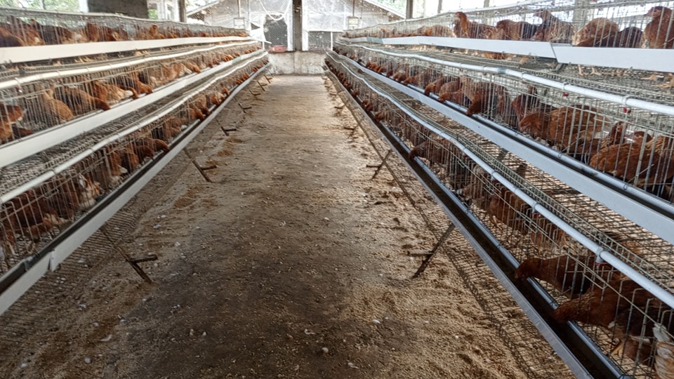 Layer cage system at Talleh Poultry Farm Freetown