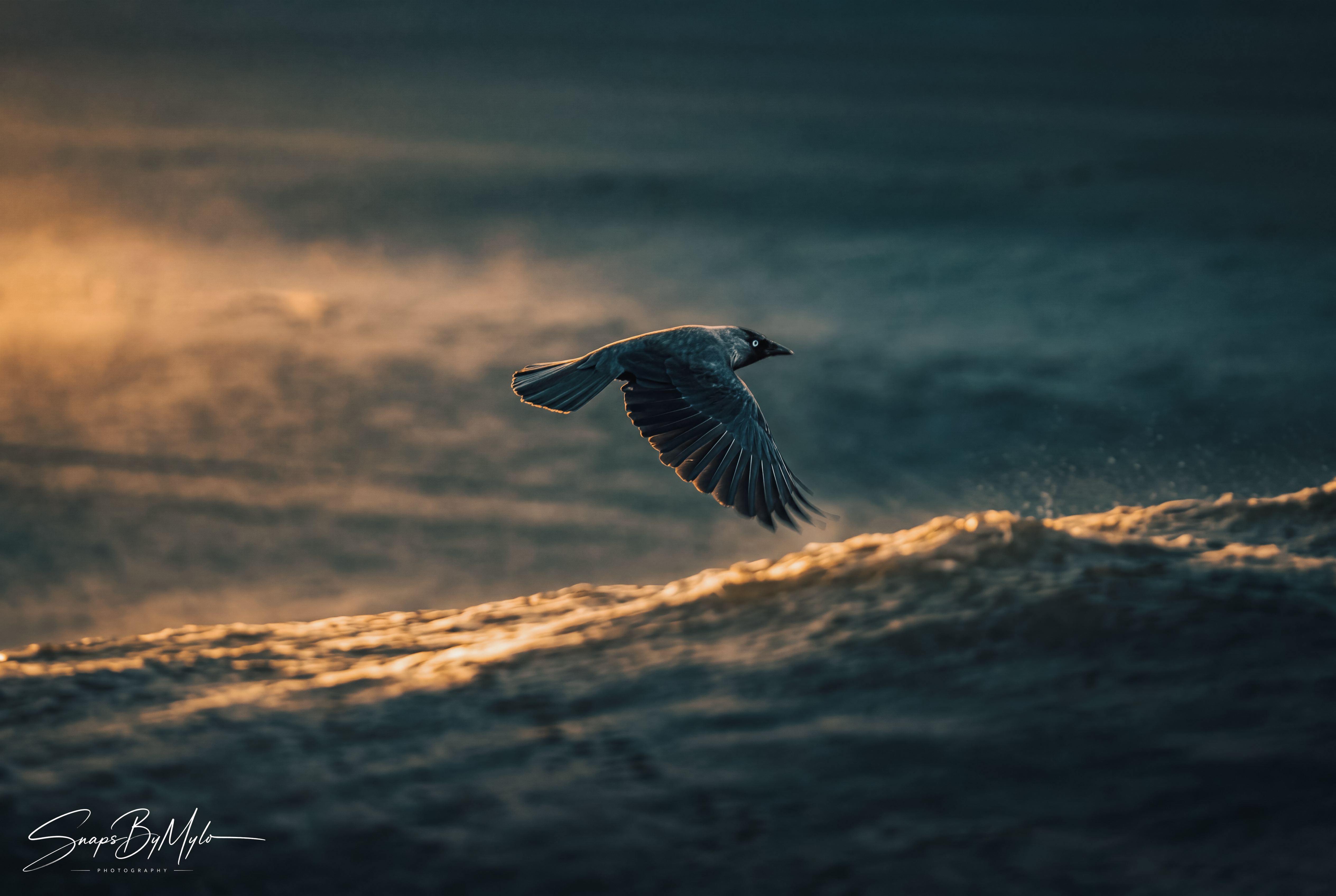 A dark-feathered bird in flight against a moody coastal sky at dawn or dusk
