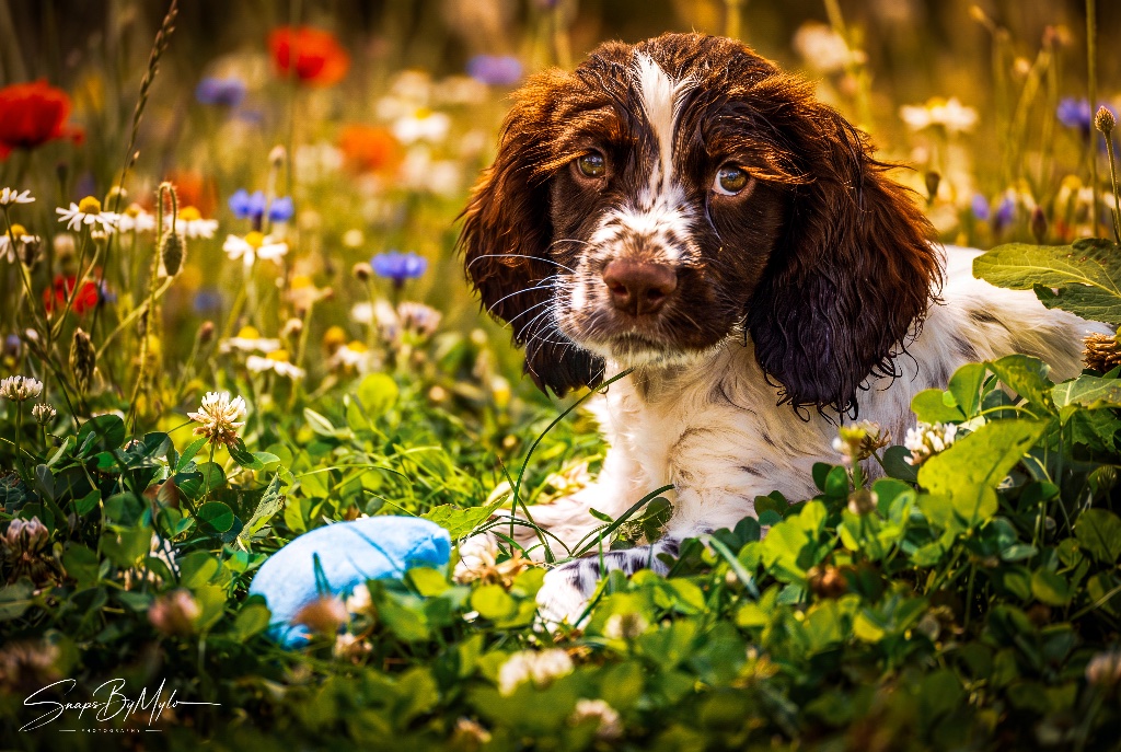Falkor the Spaniel: The Puppy Training for Conservation Work