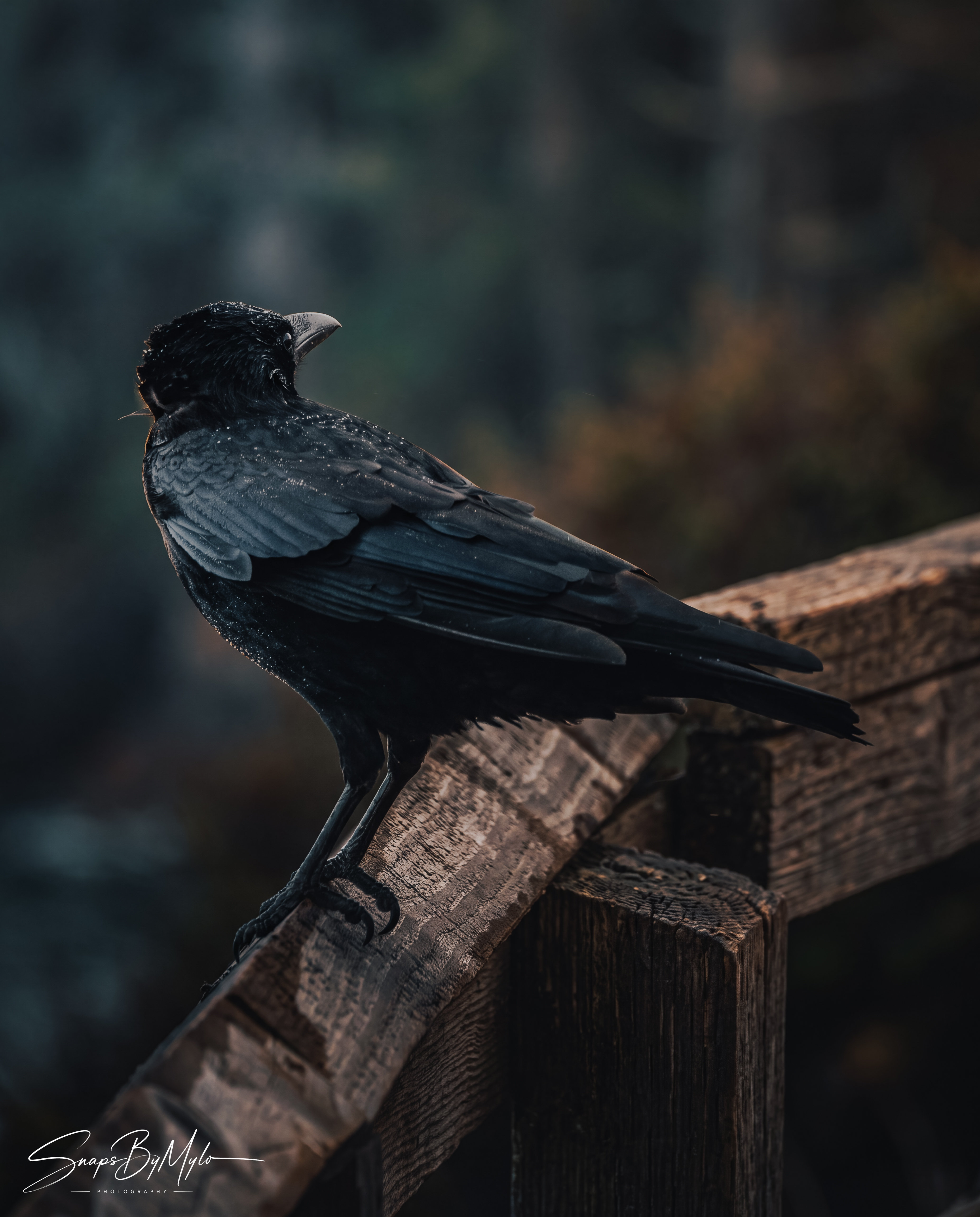 A solitary crow perched on a weathered dark wooden railing, in profile