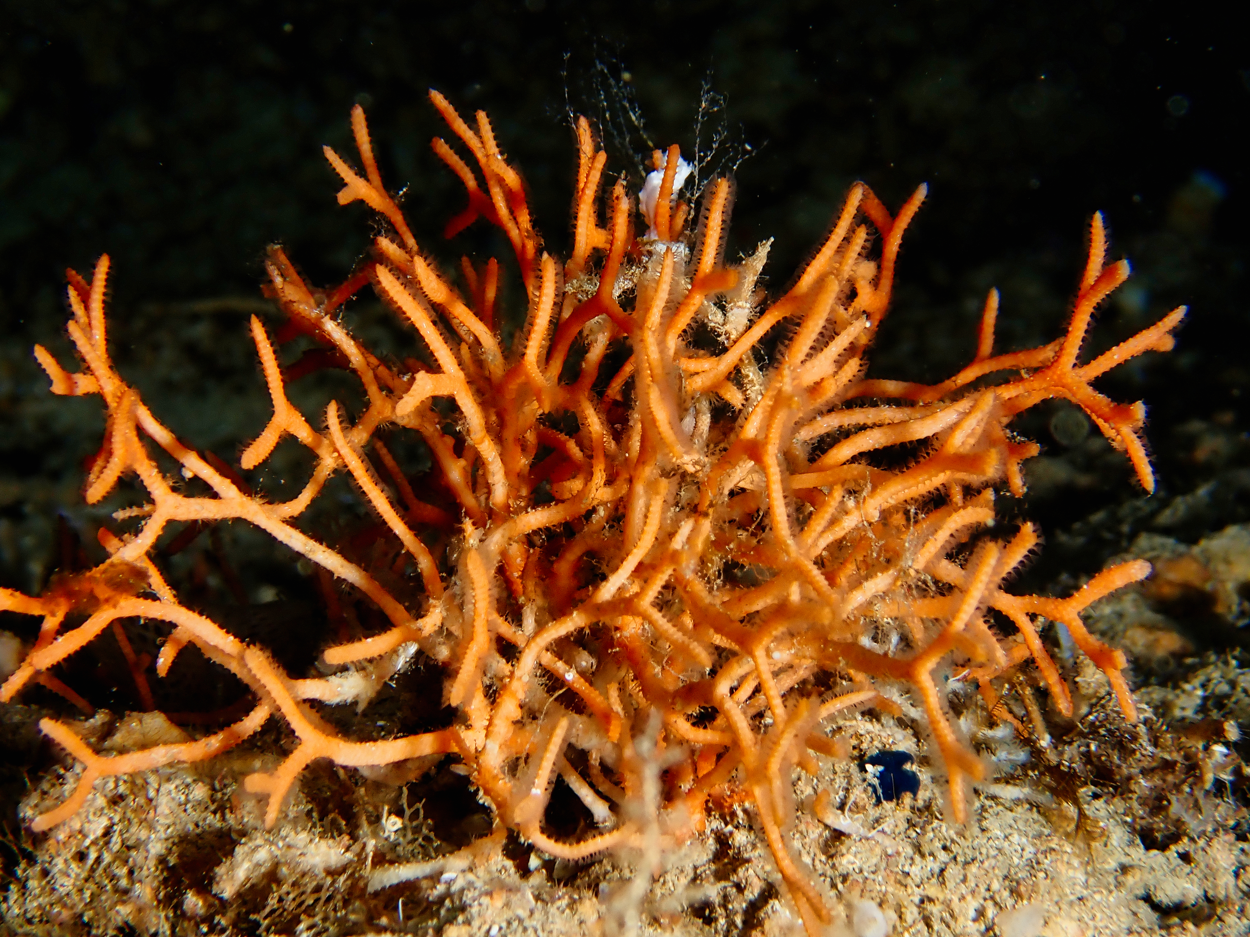 Vibrant coral life awaits certified divers