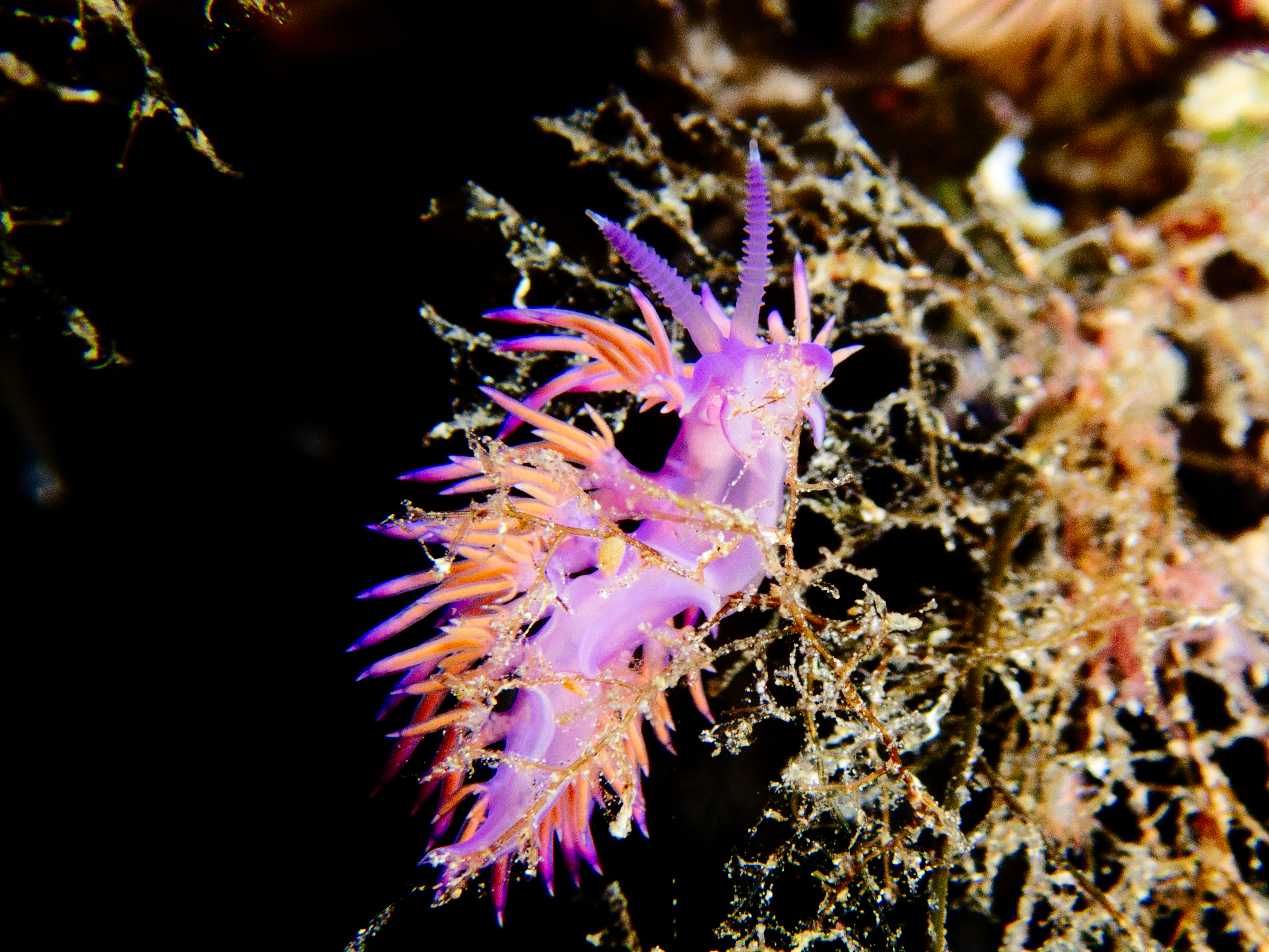 Purple aeolid nudibranch