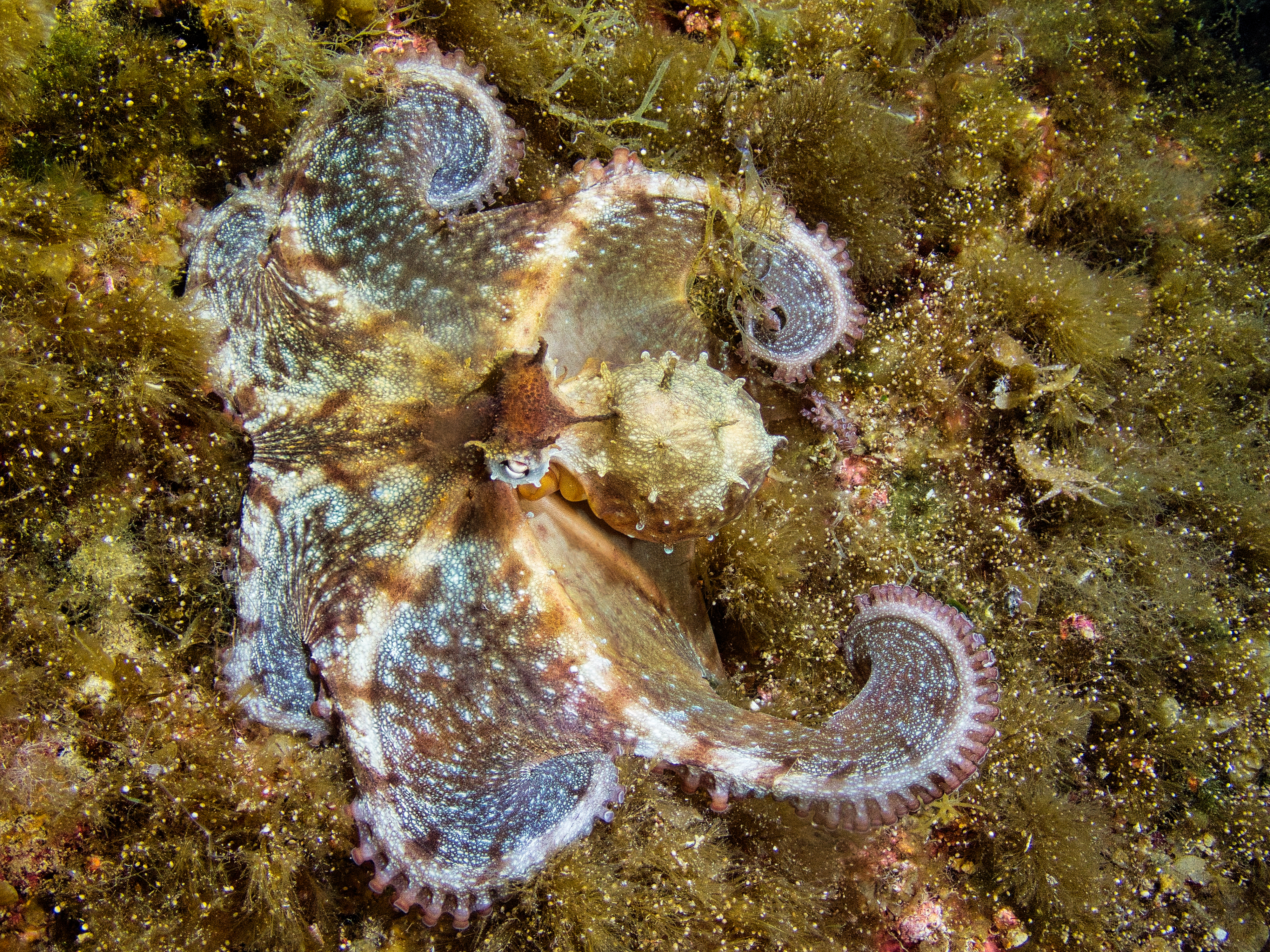 Curious octopus on the seabed