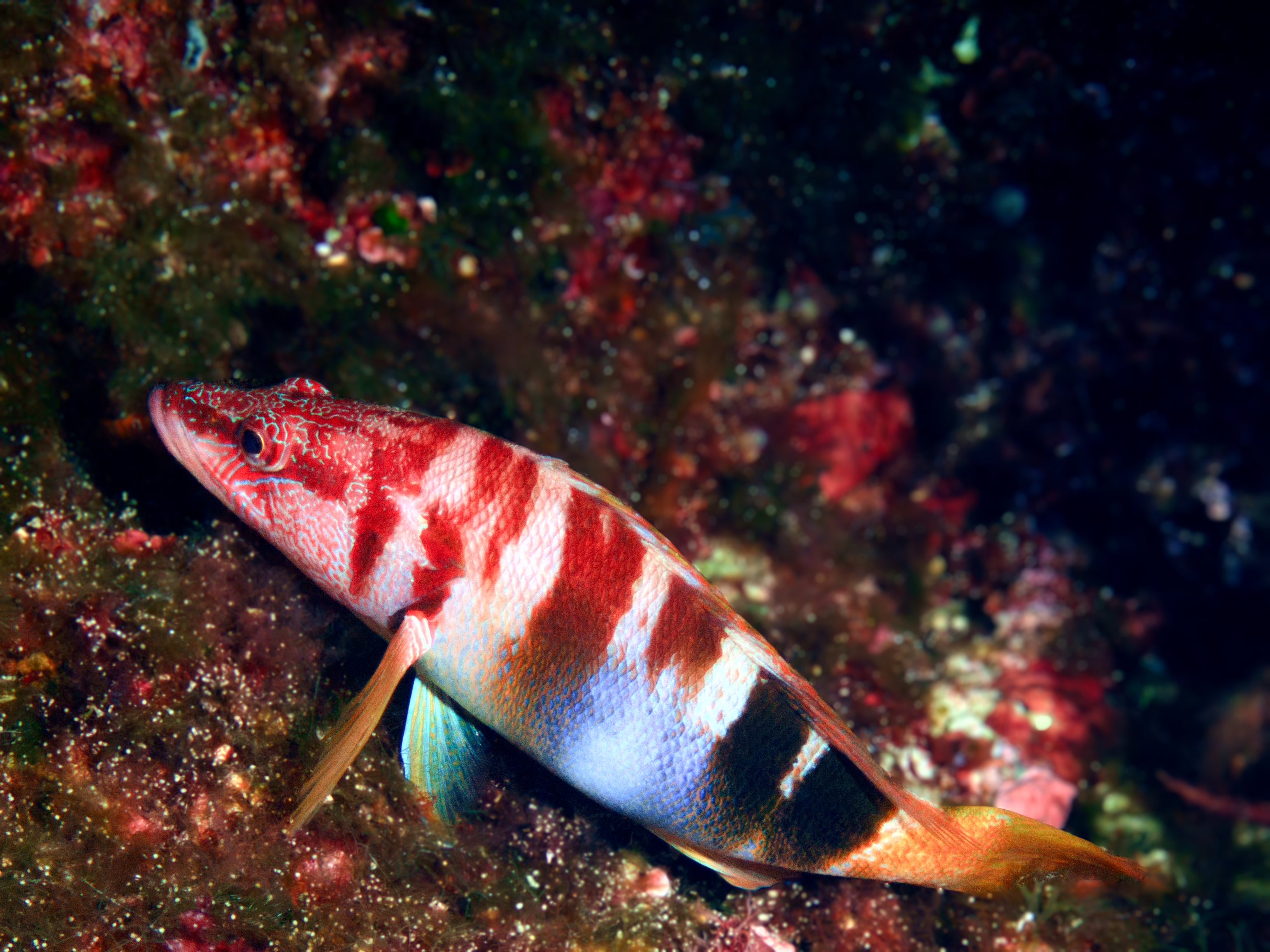 A comber watches from the seabed