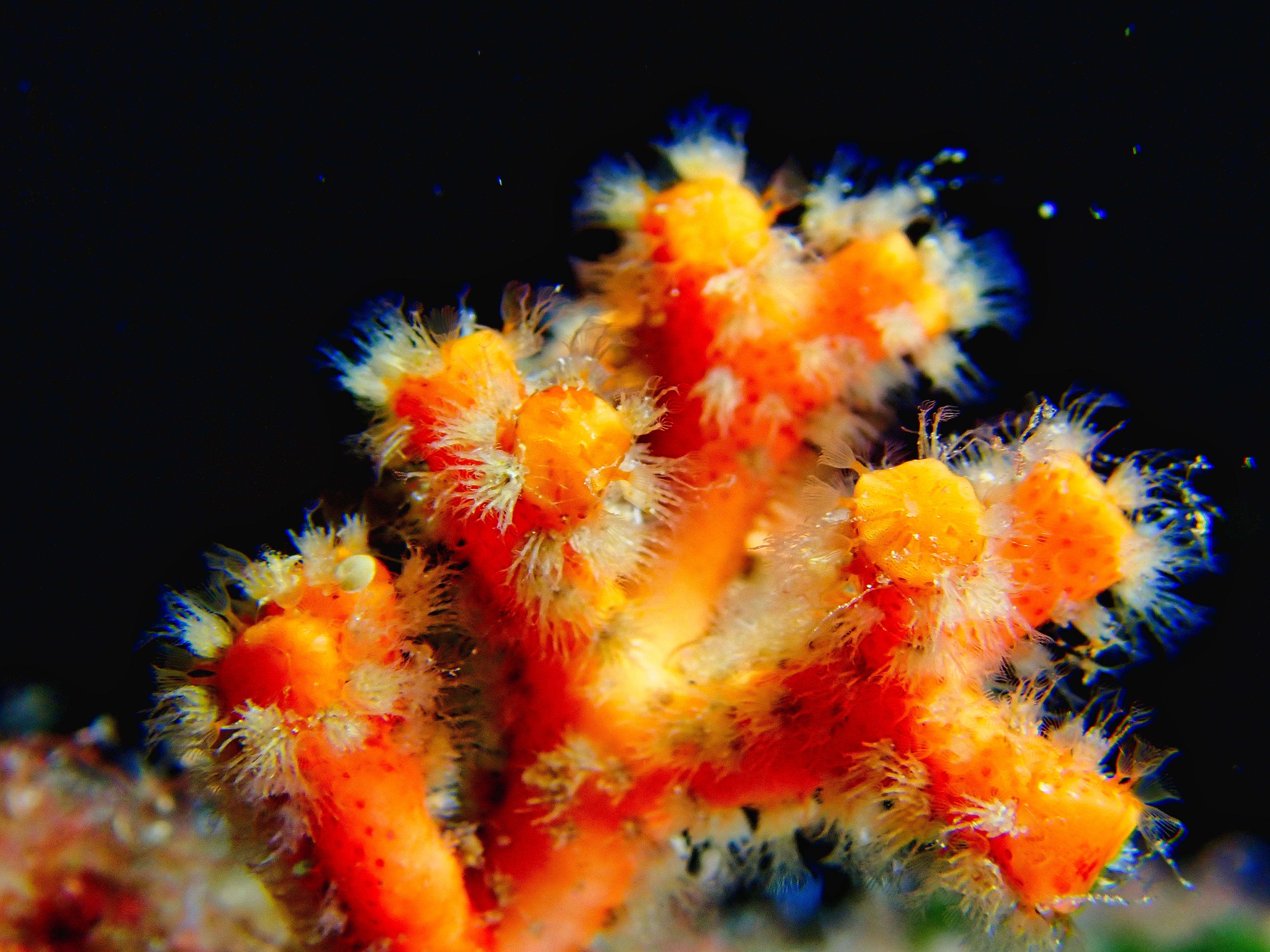 Soft coral polyps in vivid detail