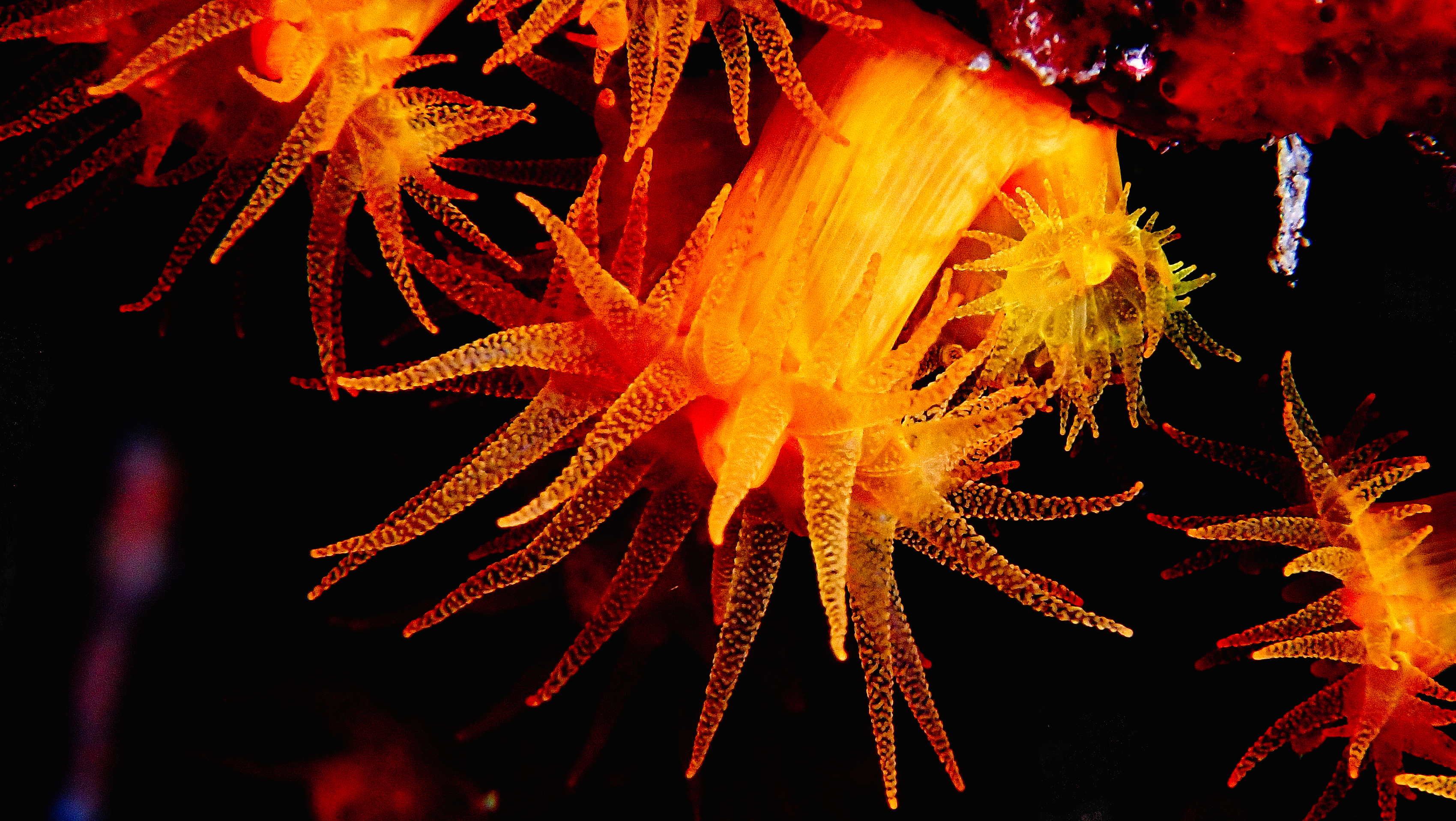 Vibrant orange cup corals