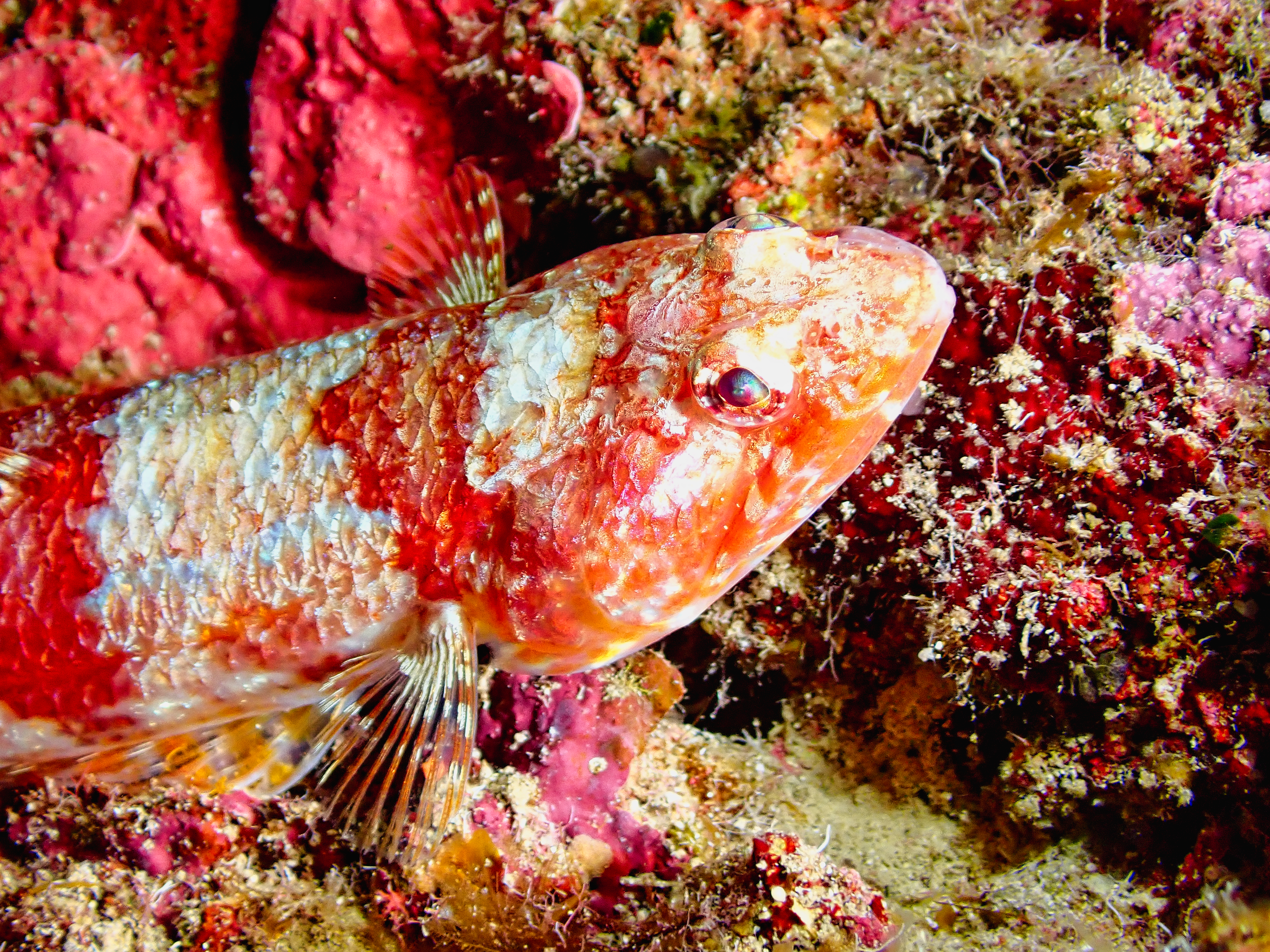 A patterned scorpionfish blends into the reef