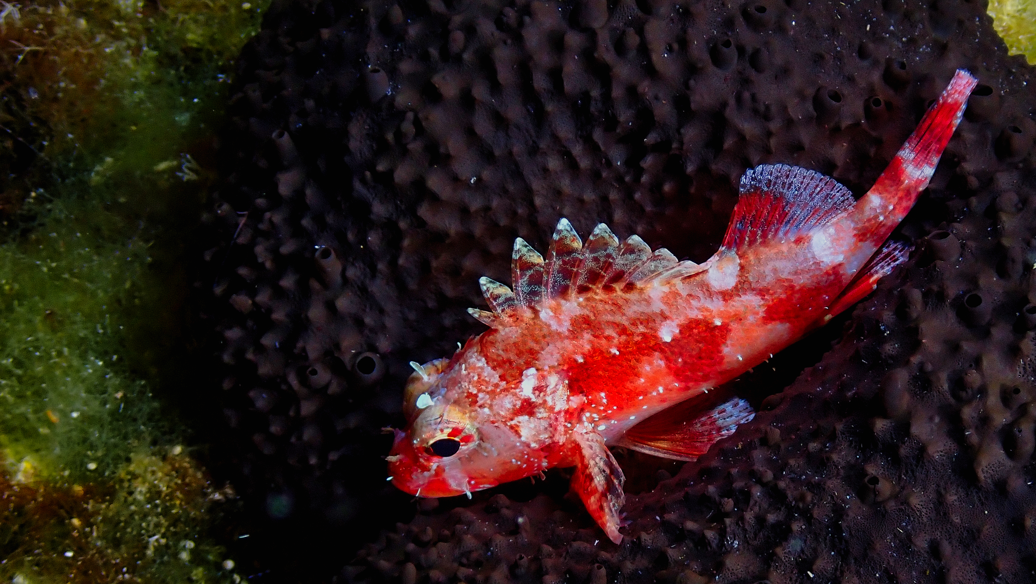 Red scorpionfish at rest